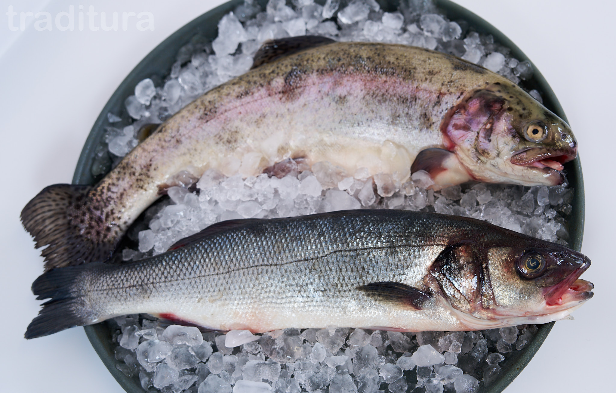 Salmon trout and sea bass