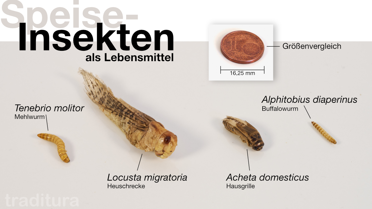 Insekten als Lebensmittel