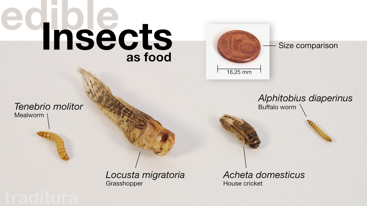 Insects as food