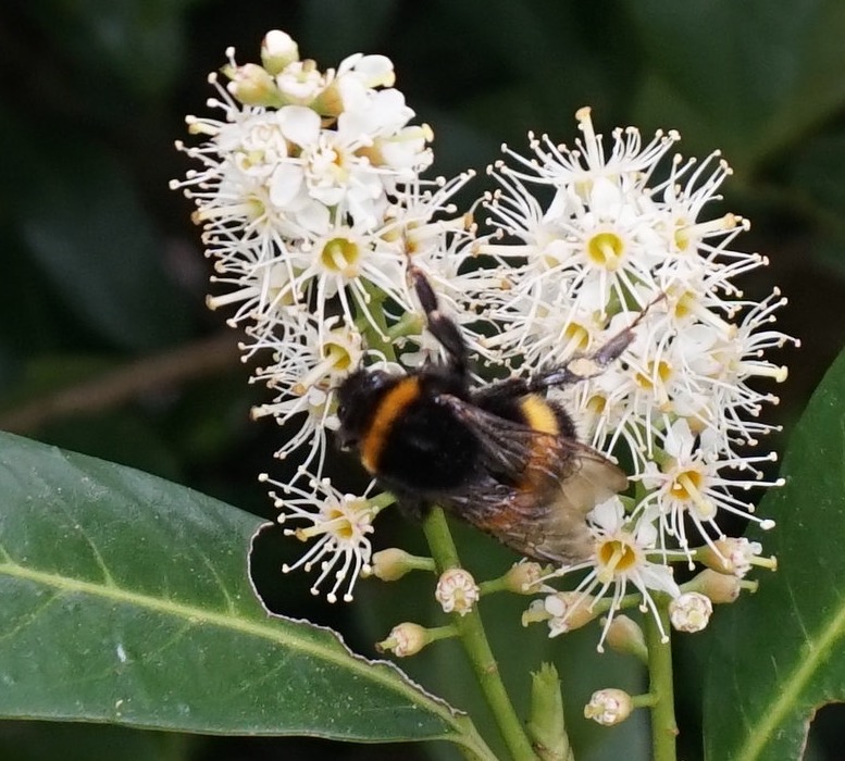 Bumblebee