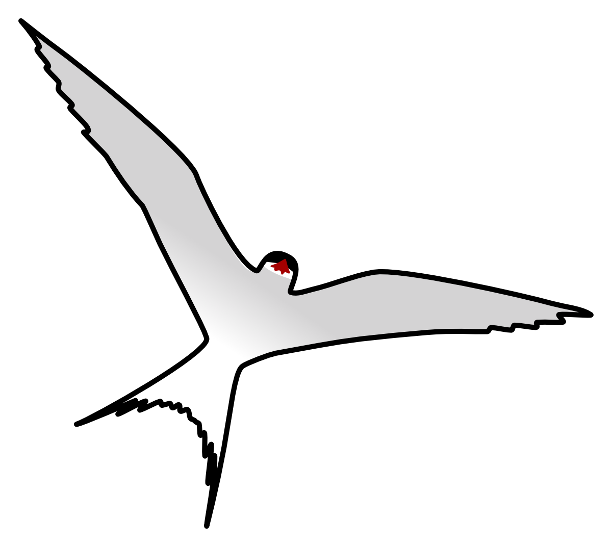 Arctic tern