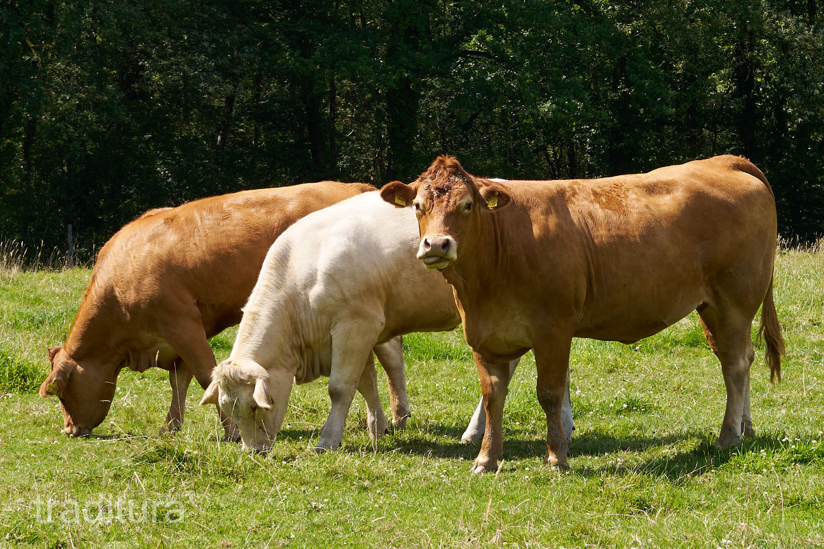 Beef cattle