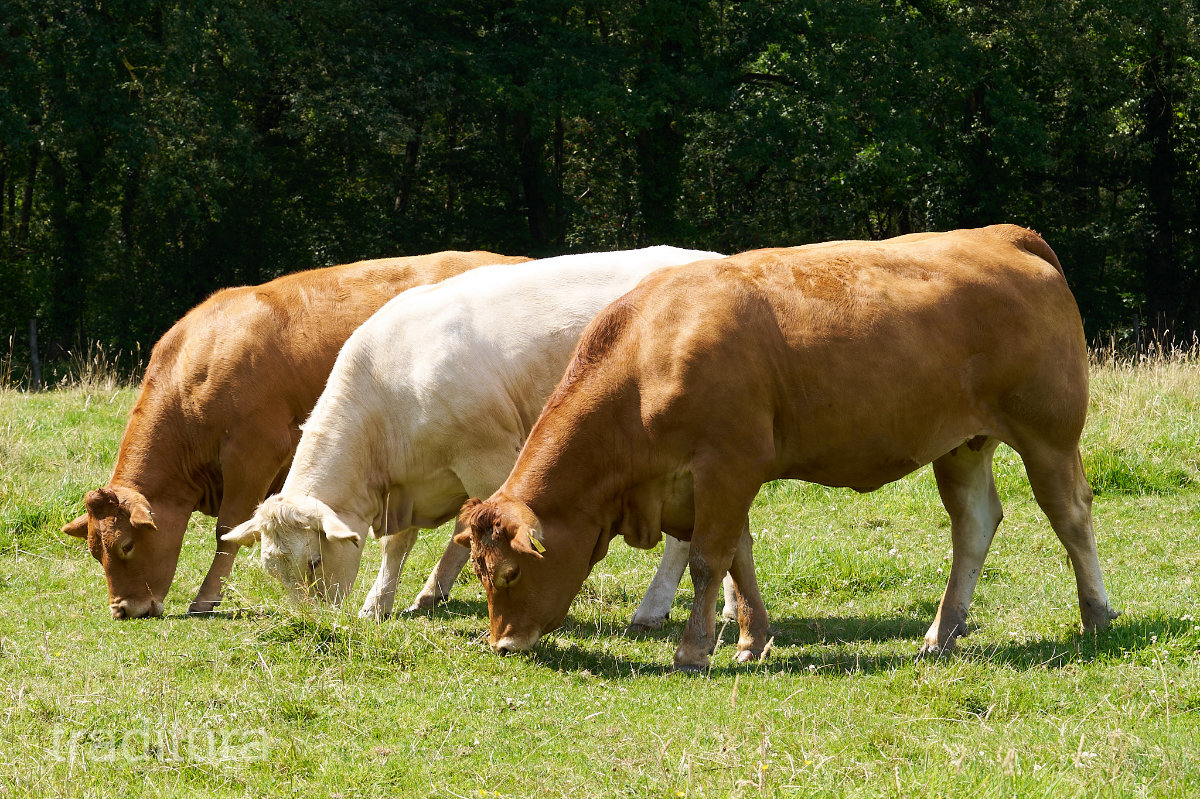 Beef cattle