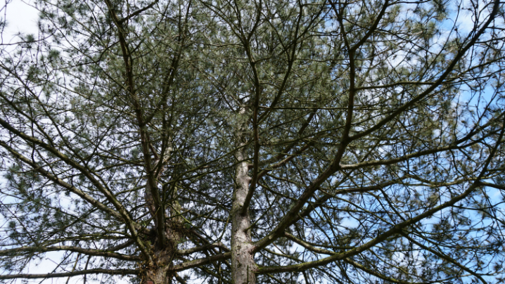 Pine trees