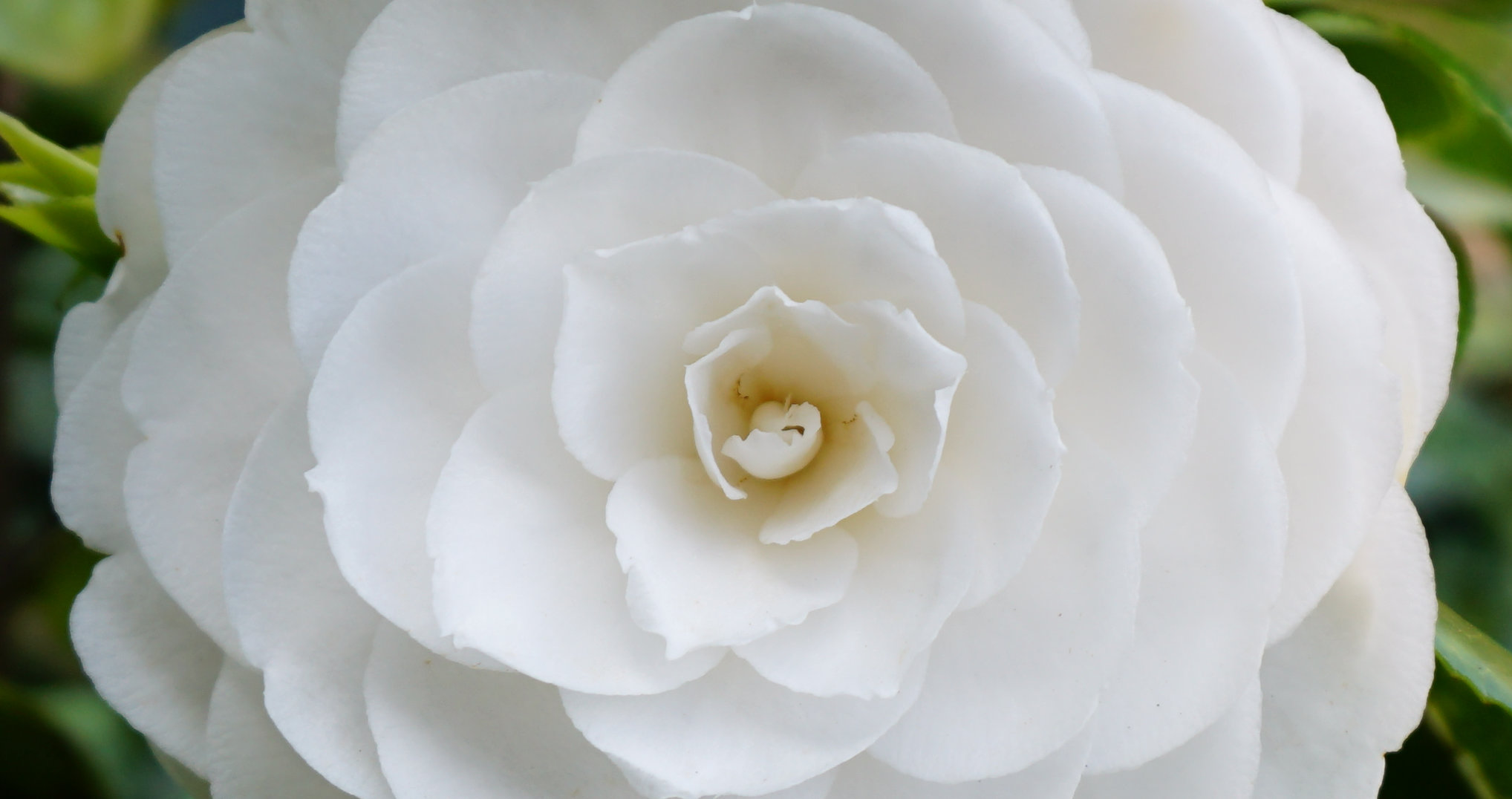Blossom